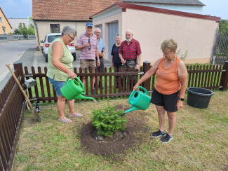 Baumchallenge